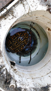 Box-turtle-in-pool-filter